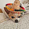 dog, chihuahua, small_dog, sombrero, hat, laying_down, blanket, cute, pet, indoor, fur, animal, close_up, resting, brown_and_white, expression, soft_texture, cozy, portrait, headwear