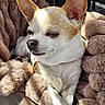 Mia a rejoint le concours — aidez-le/la à gagner de superbes lots ! dog, chihuahua, small_dog, pet, fur, blanket, plush, cozy, sunlight, relaxed, indoor, brown, white, animal, ears, nose, paws, seat, leisure, cute