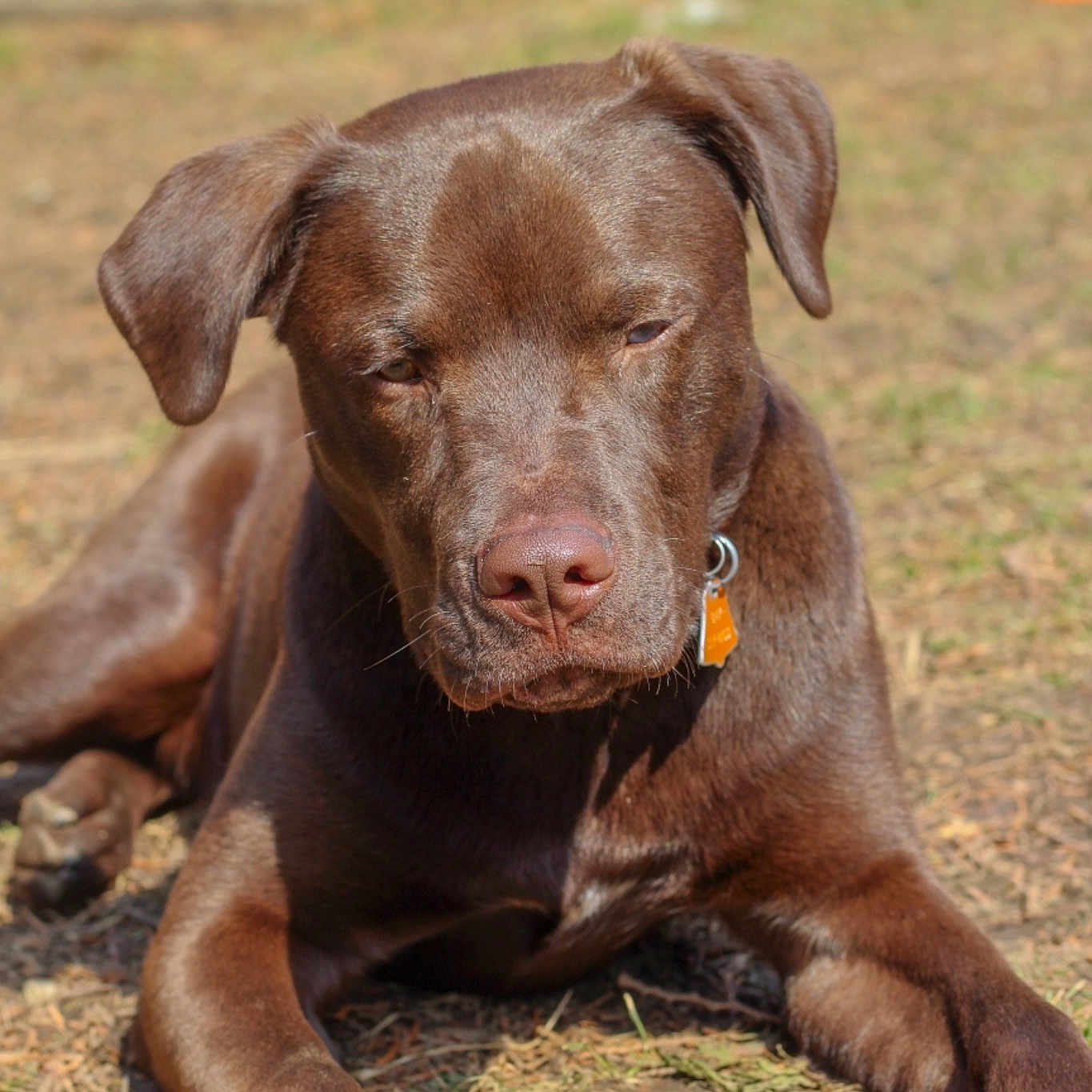 Tacoma joined the competition — help win amazing prizes! american_pit_bull_terrier, canidae, carnivore, dog, dog_breed, ear, fawn, hunting_dog, labrador_retriever, liver, mammal, puppy, rare_breed_dog, snout, sporting_group, vertebrate