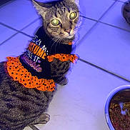 Mazzi is registered to the contest to win money with this photo: cat, tabby, pet, animal, indoor, tile_floor, food_bowl, costume, clothing, orange, black, polka_dot, feline, looking_up, domestic_animal, cute, fur, whiskers, ears, eyes