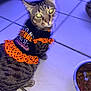 cat, tabby, pet, animal, indoor, tile_floor, food_bowl, costume, clothing, orange, black, polka_dot, feline, looking_up, domestic_animal, cute, fur, whiskers, ears, eyes