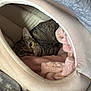 Hera is registered to the contest to win money with this photo: cat, tabby_cat, pet_bed, blanket, cozy, indoor, feline, fur, animal, resting, cute, soft_texture, pink_blanket, curious, nestled, relaxed, warm, domestic_cat, sleepy, comfortable