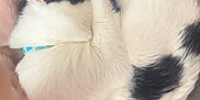 Atlas joined the competition — help win amazing prizes! cat, black_and_white, curled_up, blanket, pink, person, necklace, heart_pendant, relaxing, cozy, fur, sleeping, indoor, resting, soft, cute, animal, pet, companion, comfort