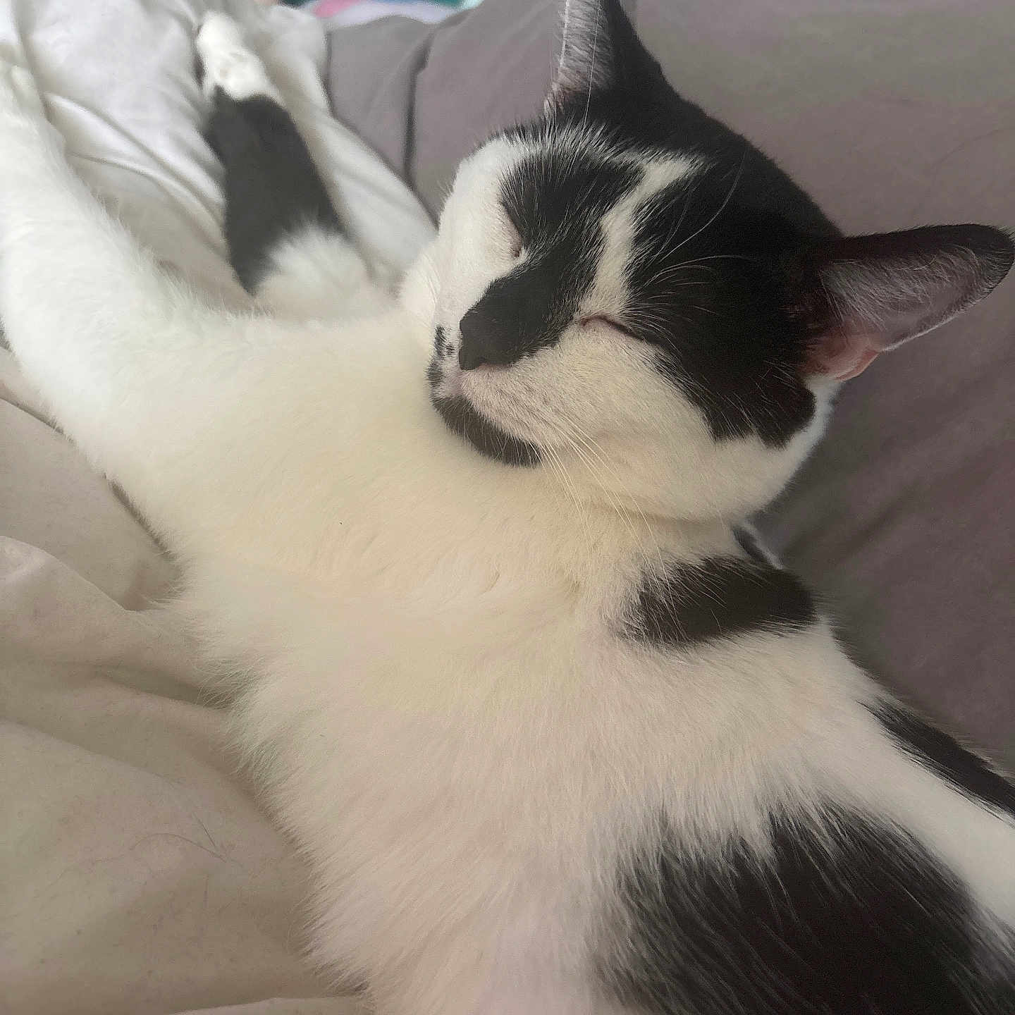 Atlas joined the competition — help win amazing prizes! animal, bed, black_and_white, blanket, cat, close_up, comfort, cozy, cute, domestic, ear, feline, fur, indoor, pet, relaxed, resting, sleeping, soft, whiskers