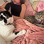 cat, black_and_white_cat, tabby_cat, blanket, pink_blanket, person, bed, resting, indoor, pet, collar, feline, cute, relaxed, lying_down, fur, animal, cozy, home, soft
