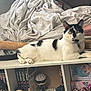 cat, black_and_white, lounging, shelf, anime_figurine, manga_books, blanket, indoor, feline, relaxed, figurine, books, collection, decor, toy, curious, pet, resting, white_shelf, room