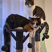 Lila participe au concours pour gagner de l'argent avec cette photo : cat, cats, cat_tree, indoor, furniture, window, curtains, tabby_cat, calico_cat, pet, animal, relaxed, perched, fur, whiskers, tail, play_toys, scratching_post, domestic_cat, two_cats