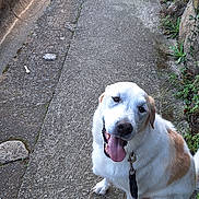 Nougat a rejoint le concours — aidez-le/la à gagner de superbes lots ! animal, brown_patches, collar, dog, garden, grass, happy, leash, nature, outdoor, panting, path, pavement, pet, portrait, rocks, sitting, sunlight, tongue, white_fur