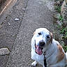 animal, brown_patches, collar, dog, garden, grass, happy, leash, nature, outdoor, panting, path, pavement, pet, portrait, rocks, sitting, sunlight, tongue, white_fur