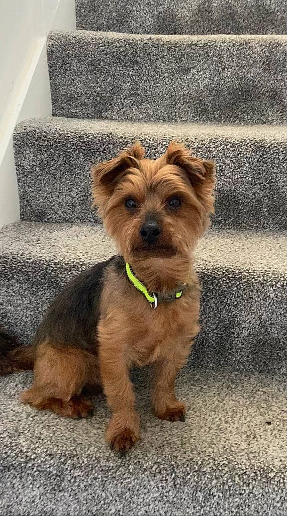 Charlie is registered to the contest to win money with this photo: biewer_terrier, canidae, carnivore, companion_dog, dog, dog_breed, dog_clothes, dog_supply, fashion_accessory, fawn, fur, liver, small_terrier, snout, sporting_group, terrier, toy_dog, working_animal, yorkipoo, yorkshire_terrier