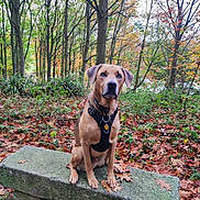 Scotty participe au concours pour gagner de l'argent avec cette photo : dog, bench, forest, autumn, leaves, tree, outdoor, nature, pet, animal, harness, fall, moss, sitting, brown_dog, canine, park, woods, leaf_litter, daytime