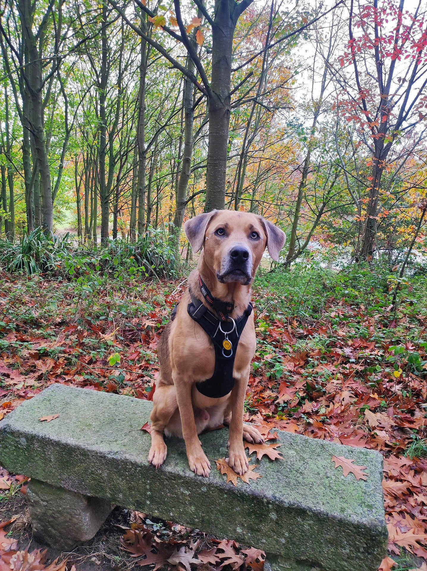 Scotty participe au concours pour gagner de l'argent avec cette photo : dog, bench, forest, autumn, leaves, tree, outdoor, nature, pet, animal, harness, fall, moss, sitting, brown_dog, canine, park, woods, leaf_litter, daytime