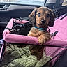 puppy, dog, pet_carrier, pink, collar, car_interior, seat_belt, window, blanket, mesh, cute, animal, young_dog, travel, leash, resting, fur, canine, indoors, seat