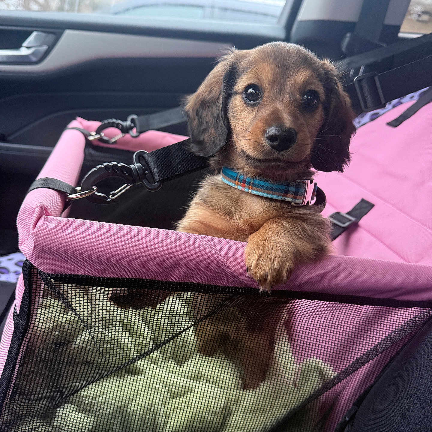 Teddy joined the competition — help win amazing prizes! puppy, dog, pet_carrier, pink, collar, car_interior, seat_belt, window, blanket, mesh, cute, animal, young_dog, travel, leash, resting, fur, canine, indoors, seat