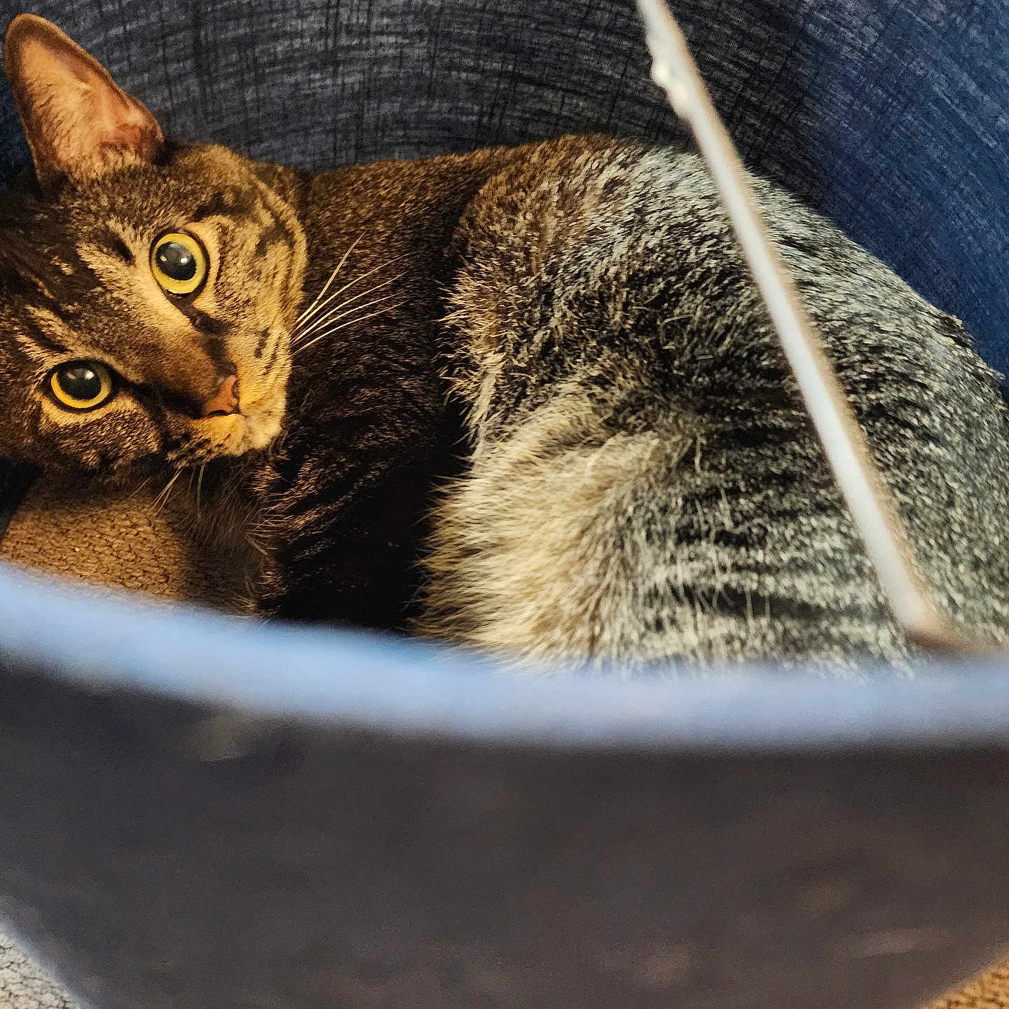 Cain is registered to the contest to win money with this photo: animal, basket, cat, closeup, comfortable, cozy, curious, cute, domestic, ears, eyes, feline, fur, indoor, pet, resting, soft, tabby, texture, whiskers