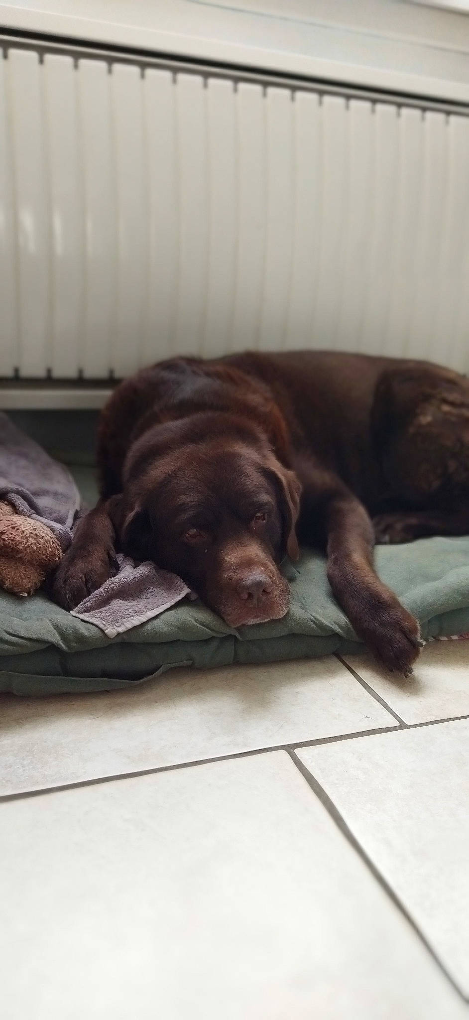 Gaïco participe au concours pour gagner de l'argent avec cette photo : brown, canidae, carnivore, comfort, companion_dog, dog, dog_breed, fawn, flooring, fur, gun_dog, hardwood, linens, liver, nap, snout, sporting_group, terrestrial_animal, wood, working_animal