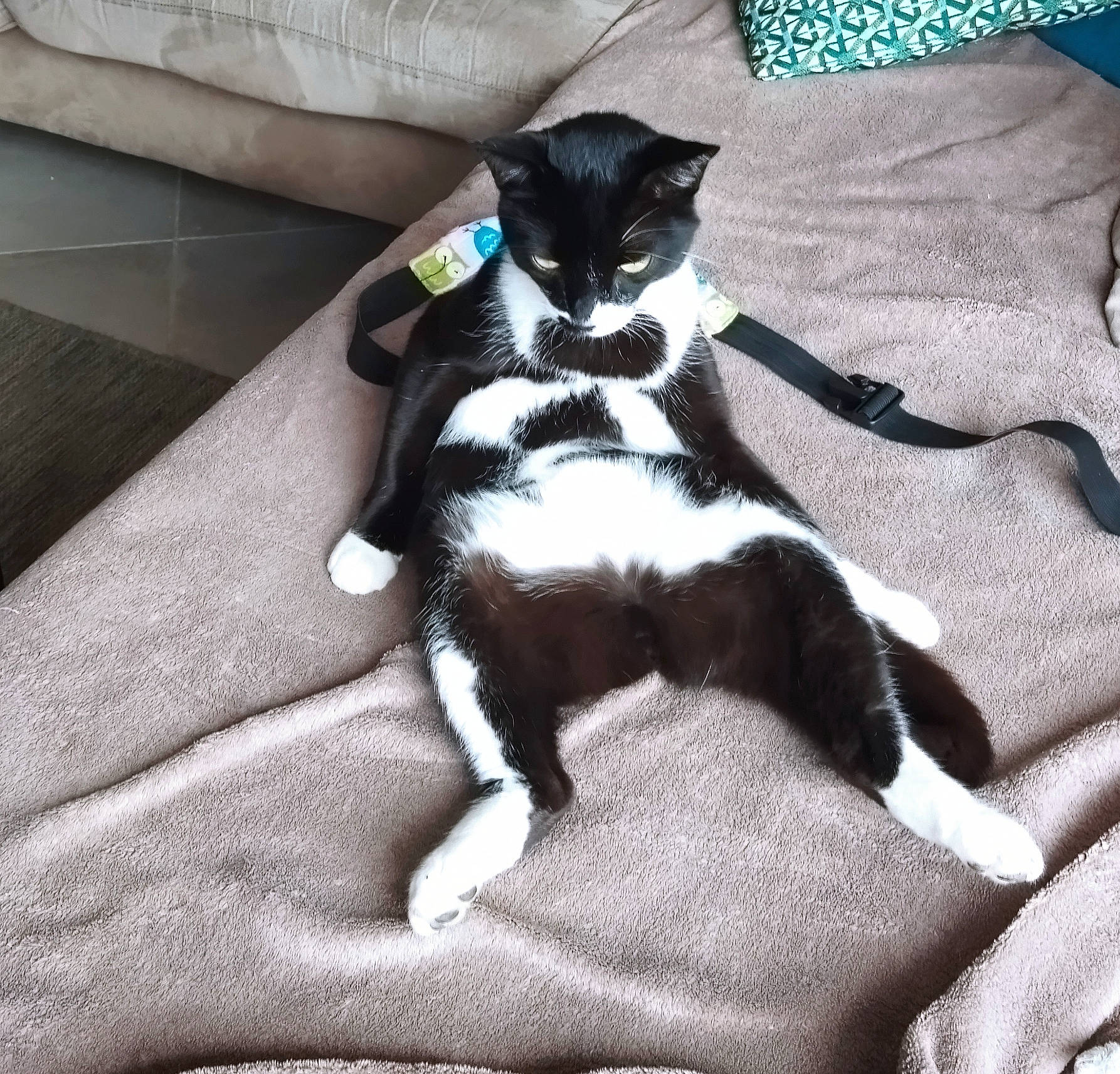 Rusty participe au concours pour gagner de l'argent avec cette photo : auto_part, black_cat, carnivore, cat, comfort, dog_breed, domestic_short_haired_cat, felidae, fur, grey, human_leg, lap, linens, paw, small_to_medium_sized_cats, snout, tail, textile, thigh, whiskers