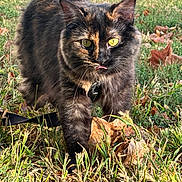 Penny is registered to the contest to win money with this photo: animal, autumn, cat, closeup, collar, curious, daylight, feline, fur, grass, greenery, leaves, nature, outdoor, pet, tongue_out, tortoiseshell, walking, whiskers, yellow_eyes
