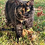 animal, autumn, cat, closeup, collar, curious, daylight, feline, fur, grass, greenery, leaves, nature, outdoor, pet, tongue_out, tortoiseshell, walking, whiskers, yellow_eyes