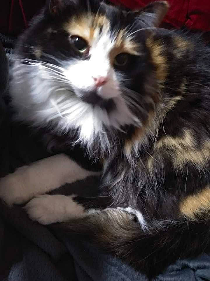 Calypso joined the competition — help win amazing prizes! carnivore, cat, claw, darkness, domestic_short_haired_cat, felidae, fur, grass, monochrome_photography, small_to_medium_sized_cats, snout, tail, terrestrial_animal, whiskers