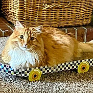 Bentley is registered to the contest to win money with this photo: cat, orange_cat, fluffy, skateboard, checkerboard_pattern, yellow_wheels, carpet, indoor, wicker_basket, brick_hearth, pet, feline, resting, curious, wide_eyes, fur, tail, animal, cute, household