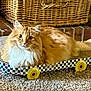 cat, orange_cat, fluffy, skateboard, checkerboard_pattern, yellow_wheels, carpet, indoor, wicker_basket, brick_hearth, pet, feline, resting, curious, wide_eyes, fur, tail, animal, cute, household