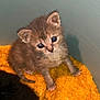 animal, cat, closeup, container, curious, cute, domestic, ears, fur, furry, indoor, kitten, looking_up, orange_blanket, paws, pet, small, soft_texture, whiskers, young