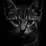 animal, black_and_white, cat, close_up, dark_background, detailed, ears, eyes, face, feline, fur, intense_gaze, mammal, moody, no_humans, pet, portrait, studio_lighting, water_droplets, whiskers