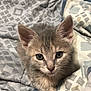 animal, bed, blanket, cat, close_up, cozy, cute, domestic_animal, ears, eyes, feline, fur, indoor, kitten, pet, resting, sleepy, small, whiskers, young