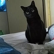 Xena participe au concours pour gagner de l'argent avec cette photo : black_cat, bombay, british_shorthair, cat, cat_like_mammal, chartreux, domestic_short_haired_cat, european_shorthair, fur, german_rex, kitten, korat, small_to_medium_sized_cats, snout, whiskers