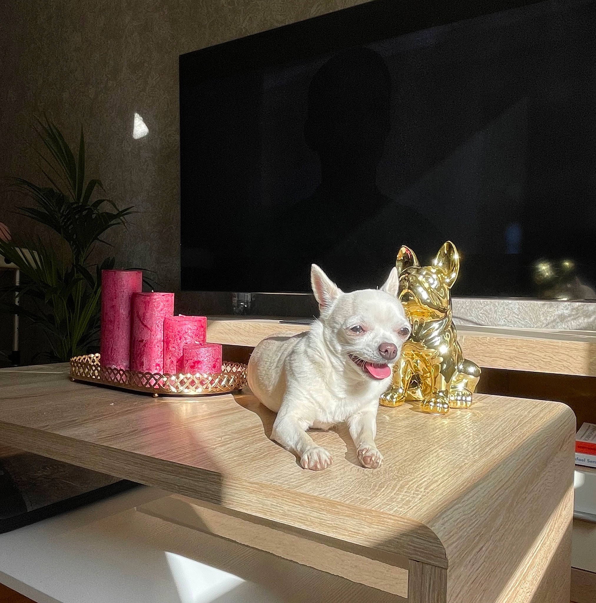 Princesa participe au concours pour gagner de l'argent avec cette photo : carnivore, comfort, companion_dog, couch, dog, dog_breed, fawn, felidae, flooring, grey, houseplant, plant, rectangle, small_to_medium_sized_cats, studio_couch, table, toy_dog, whiskers, window, working_animal