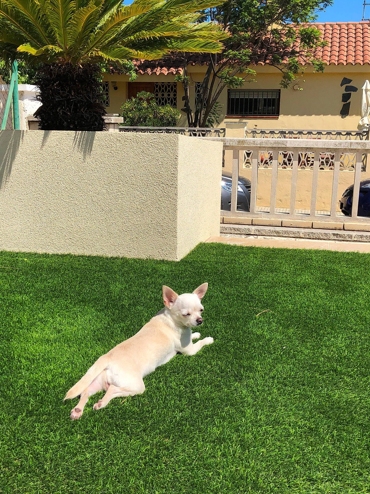 Princesa a rejoint le concours — aidez-le/la à gagner de superbes lots ! carnivore, companion_dog, dog, dog_breed, fawn, garden, grass, grass_family, grassland, green, house, landscape, lawn, leisure, palm_tree, plant, shrub, tail, tree, working_animal