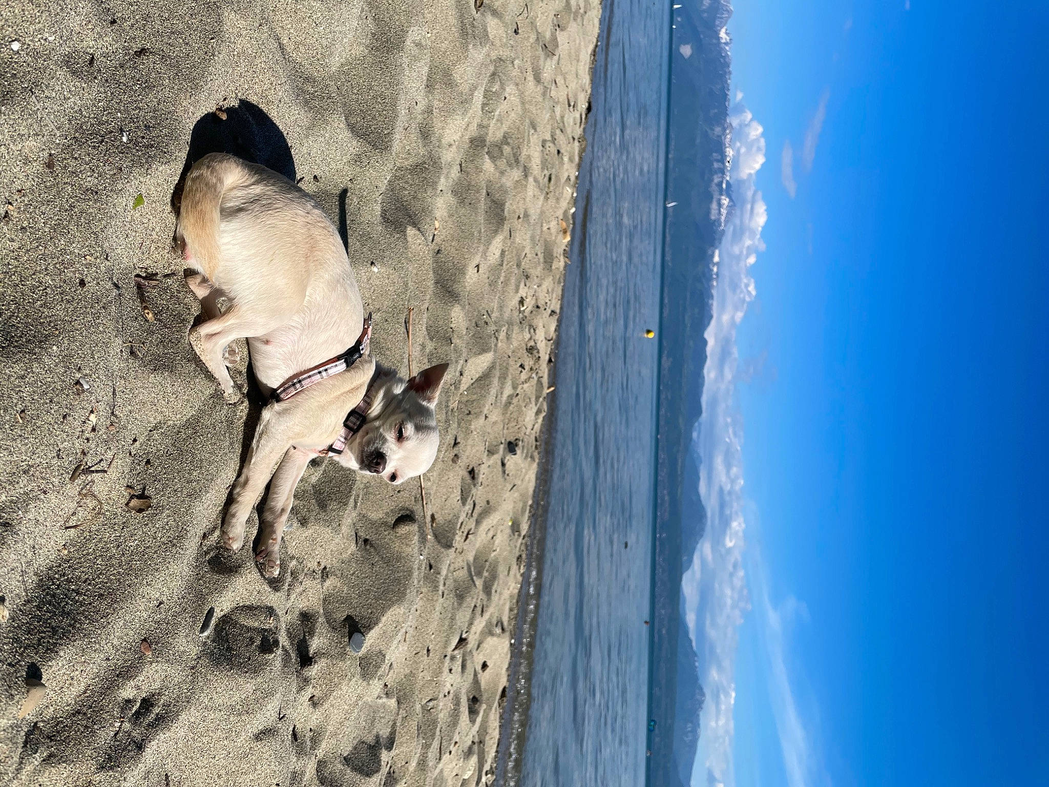 Princesa participe au concours pour gagner de l'argent avec cette photo : beach, cloud, coast, dog, electric_blue, fun, landscape, leisure, ocean, people_in_nature, recreation, sand, shadow, sky, soil, sporting_group, water, wave, wind_wave, wood