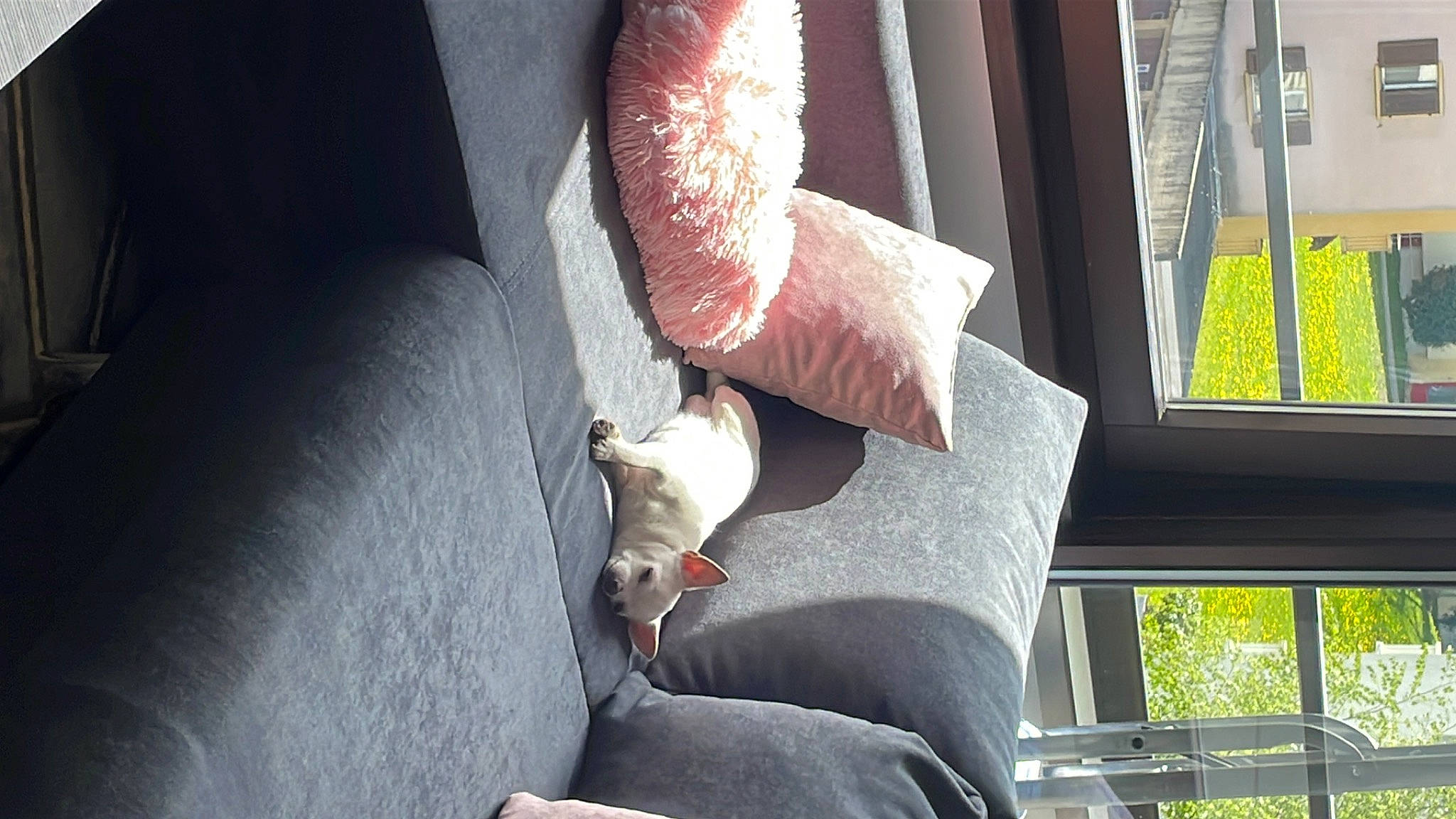 Princesa participe au concours pour gagner de l'argent avec cette photo : carmine, carnivore, comfort, companion_dog, couch, dog, elbow, felidae, foot, human_leg, knee, leg, light, linens, mammal, thigh, tints_and_shades, vehicle_door, window, wood