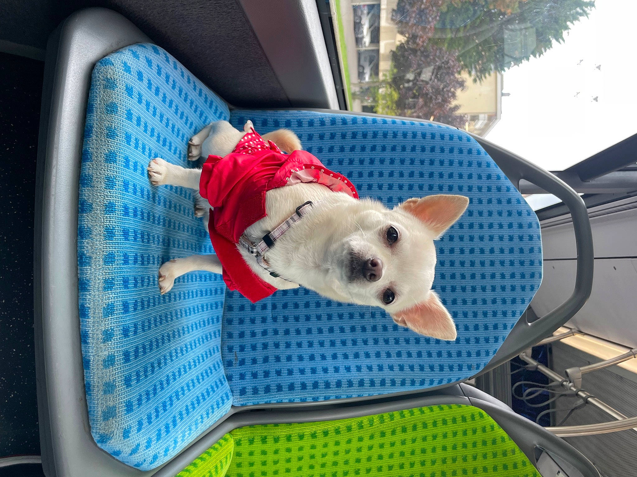Princesa participe au concours pour gagner de l'argent avec cette photo : automotive_exterior, carnivore, collar, companion_dog, dog, dog_breed, electric_blue, felidae, hood, mesh, pattern, sporting_group, tail, terrier, toy_dog, vehicle_door, working_animal