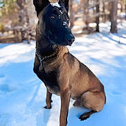Hobbs is registered to the contest to win money with this photo: alert, animal, belgian_malinois, black, brown, canine, collar, daytime, dog, ears, forest, fur, nature, outdoor, pet, portrait, sitting, snow, sunlight, winter