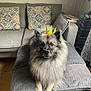 Tylou participe au concours pour gagner de l'argent avec cette photo : animal, blanket, calm, crown, cute, dog, domestic_animal, fluffy, furniture, gray, indoor, living_room, mammal, ottoman, pet, pillows, portrait, sitting, sofa, wooden_floor