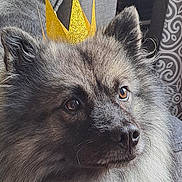 Tylou a rejoint le concours — aidez-le/la à gagner de superbes lots ! animal, brown_eyes, close_up, companion, couch, cozy, crown, cute, decor, dog, domestic_animal, face, fluffy, fur, golden_crown, gray, indoors, pet, portrait, sitting