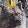 animal, brown_eyes, close_up, companion, couch, cozy, crown, cute, decor, dog, domestic_animal, face, fluffy, fur, golden_crown, gray, indoors, pet, portrait, sitting