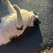 Olivia joined the competition — help win amazing prizes! animal, asphalt, black_and_white, cat, closeup, curious, daylight, feline, fluffy, nature, outdoor, paw, pet, playful, relaxed, shadow, stretching, sunlight, sunny, texture
