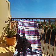 Baltique participe au concours pour gagner de l'argent avec cette photo : dog, french_bulldog, black_dog, lounge_chair, striped_towel, balcony, potted_plant, sunny, outdoor, blue_sky, shadows, railing, tile_floor, pet, curious, small_dog, daylight, relaxation, nature, summer