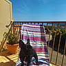 dog, french_bulldog, black_dog, lounge_chair, striped_towel, balcony, potted_plant, sunny, outdoor, blue_sky, shadows, railing, tile_floor, pet, curious, small_dog, daylight, relaxation, nature, summer