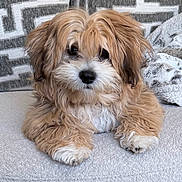 Teddy is registered to the contest to win money with this photo: puppy, dog, fluffy, cute, pet, animal, indoors, cozy, blanket, cushion, fur, small_dog, lying_down, adorable, young_dog, face, nose, paw, home, relaxing