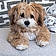 Teddy