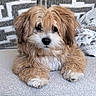 puppy, dog, fluffy, cute, pet, animal, indoors, cozy, blanket, cushion, fur, small_dog, lying_down, adorable, young_dog, face, nose, paw, home, relaxing