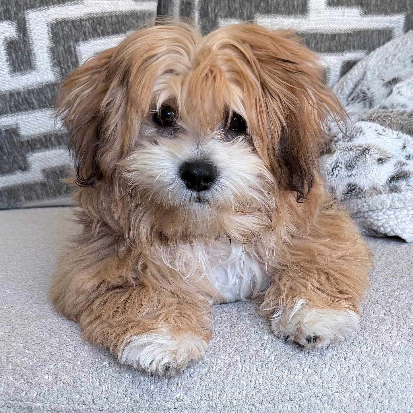 Teddy is registered to the contest to win money with this photo: puppy, dog, fluffy, cute, pet, animal, indoors, cozy, blanket, cushion, fur, small_dog, lying_down, adorable, young_dog, face, nose, paw, home, relaxing