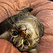 Fig joined the competition — help win amazing prizes! tabby_cat, cat, pet, animal, whiskers, upside_down, curious, wide_eyes, face, fur, bed, blanket, pink, texture, cozy, domestic_cat, closeup, resting, cute, indoor