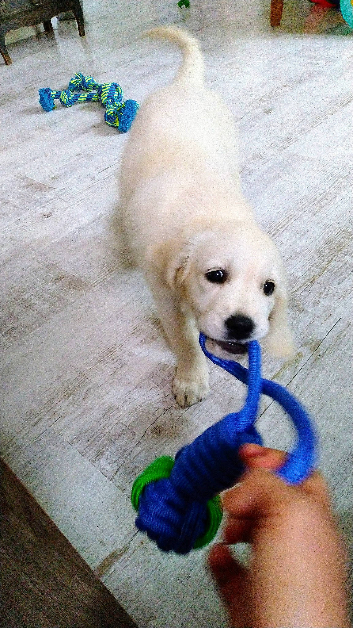 Urka a rejoint le concours — aidez-le/la à gagner de superbes lots ! canidae, carnivore, companion_dog, dog, dog_breed, dog_supply, dog_toy, electric_blue, flooring, fur, hardwood, paw, puppy, snout, sporting_group, tail, toy, wood, wood_stain, working_animal