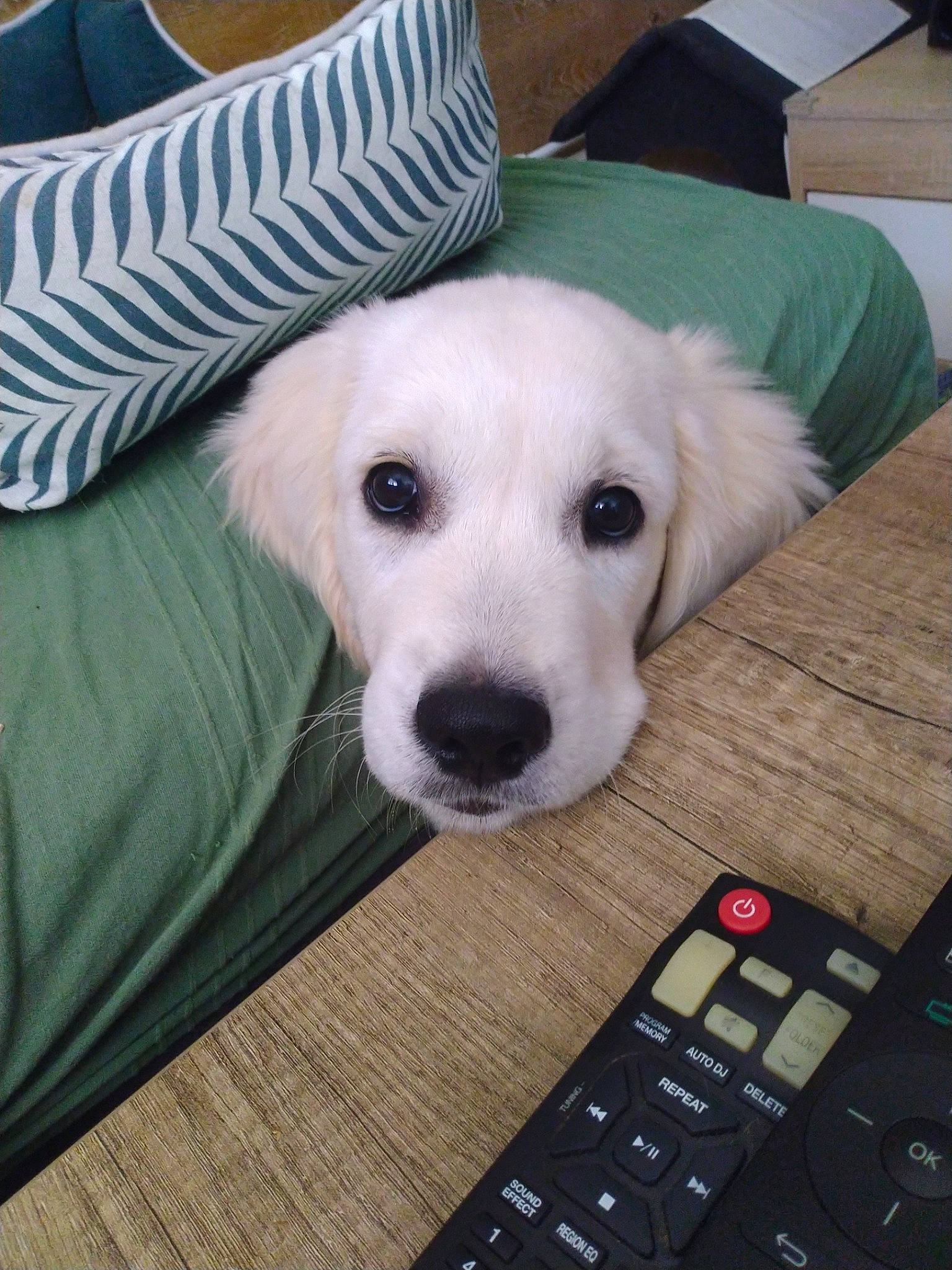 Urka participe au concours pour gagner de l'argent avec cette photo : carnivore, comfort, companion_dog, couch, dog, dog_breed, electronic_device, fawn, flooring, input_device, office_equipment, office_supplies, peripheral, pet_supply, plant, snout, space_bar, whiskers, wood, working_animal