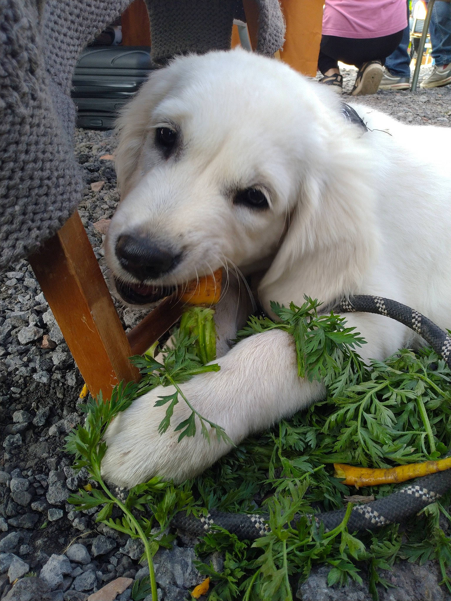 Urka a rejoint le concours — aidez-le/la à gagner de superbes lots ! canidae, carnivore, comfort_food, companion_dog, dog, dog_breed, fur, grass, great_pyrenees, herb, ingredient, leaf_vegetable, livestock_guardian_dog, natural_foods, plant, recipe, snout, sporting_group, tableware, tree